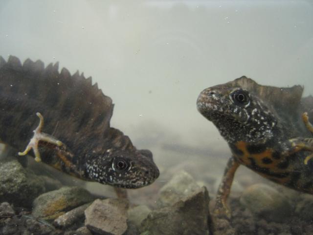 anfibi favolosi nel casentino